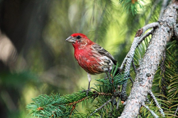 House Finch In Summer Color by Deb Oppermann